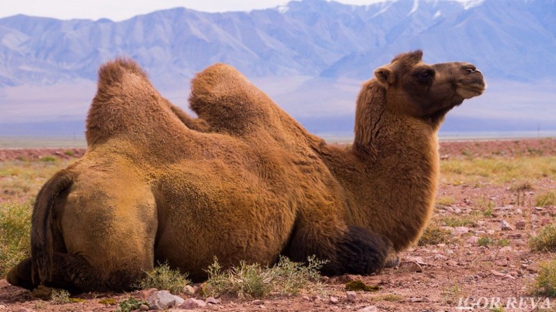 Верблюд двугорбый Camelus bactrianus