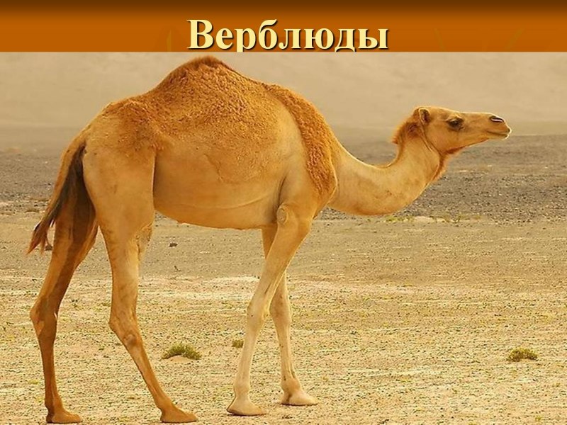 Верблюд дромадер
