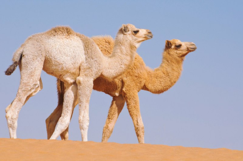Camelus bactrianus