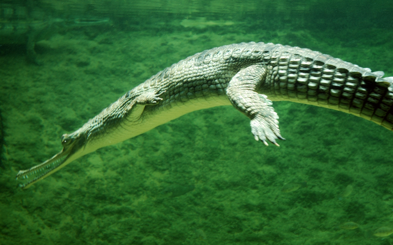 Gharial крокодил