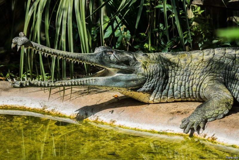 Узкомордый крокодил (62 фото)
