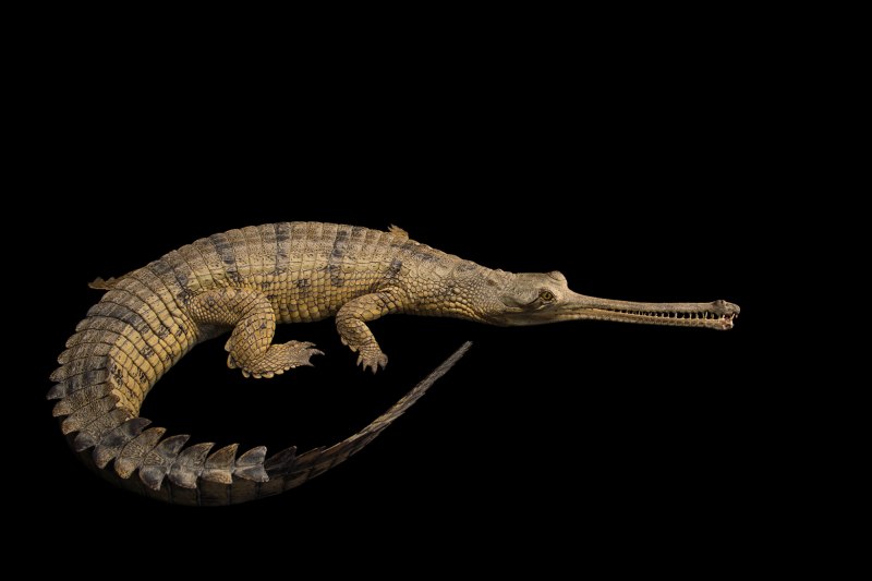 Гавиаловый крокодил Tomistoma