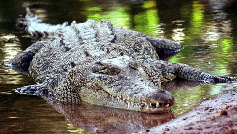 Африканский узкорылый крокодил