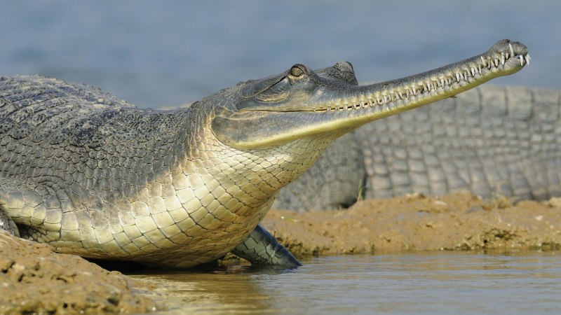 Гангский гавиал (Gavialis gangeticus)