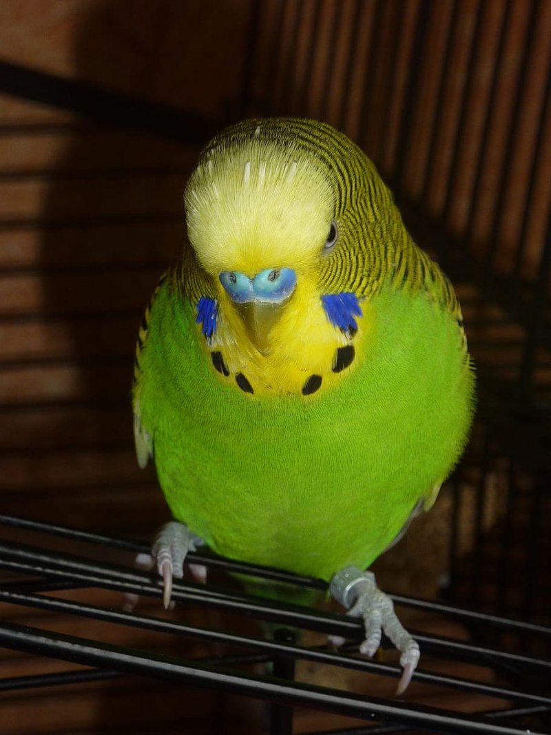 Волнистый попугай Budgie