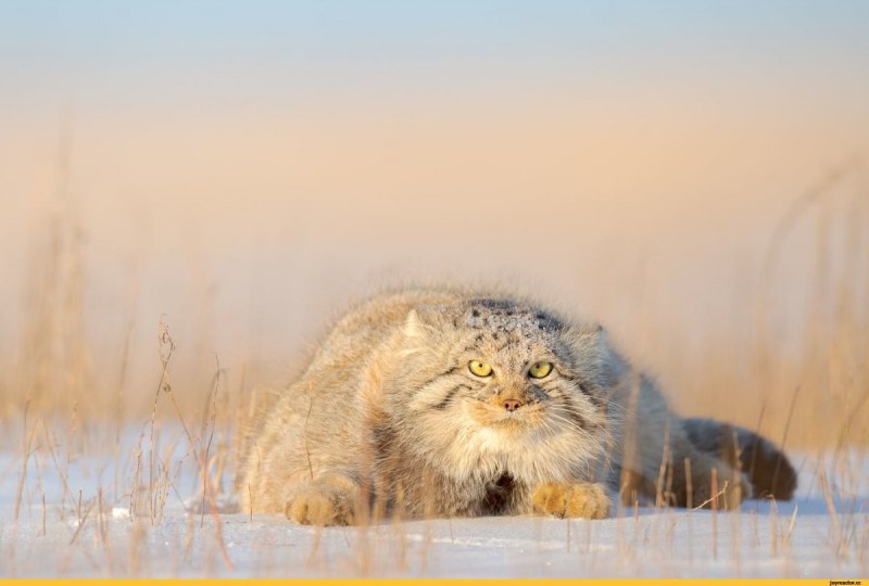 Монгольский кот Манул