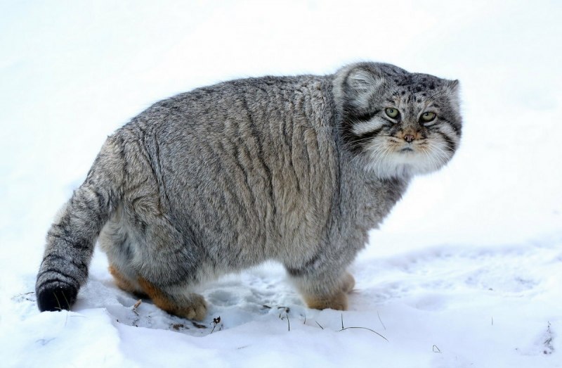 Дикая кошка Манул