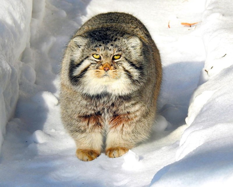 Снежный кот Манул