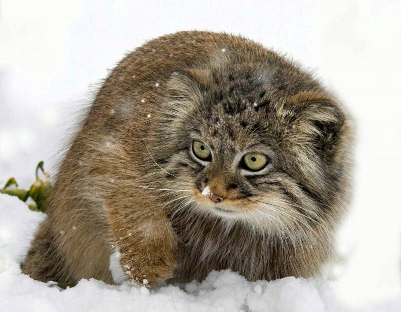 Сибирский кот Манул