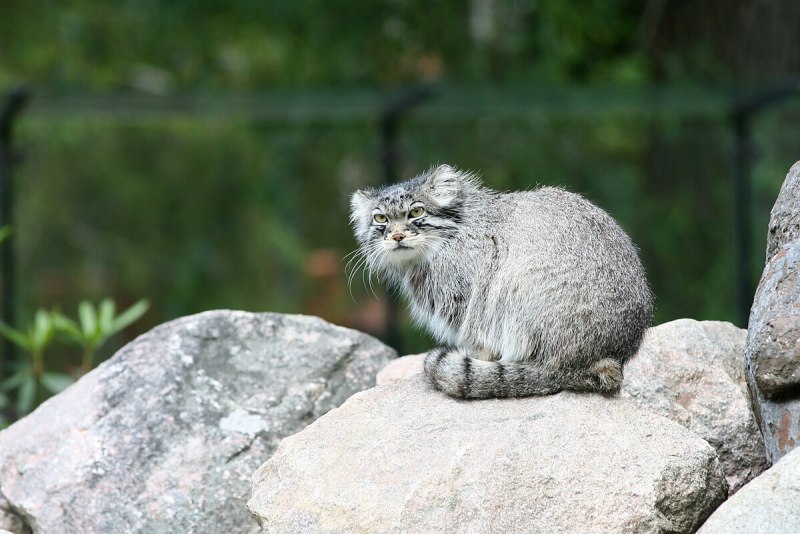 Сибирский дикий кот Манул