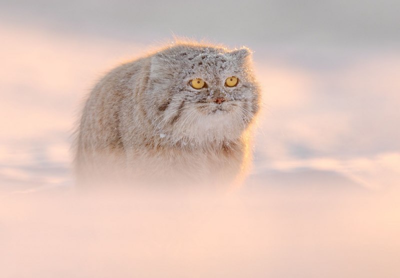 Кот Манул белый