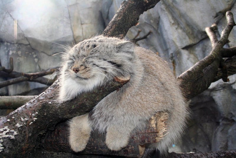 Кот Манул вектор