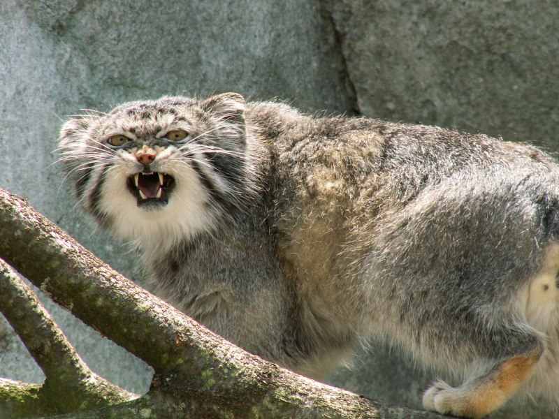 Манул Otocolobus manul