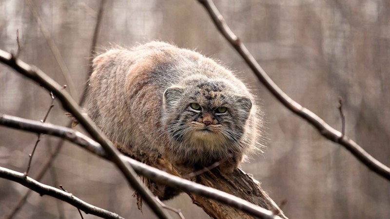 Кот Манул
