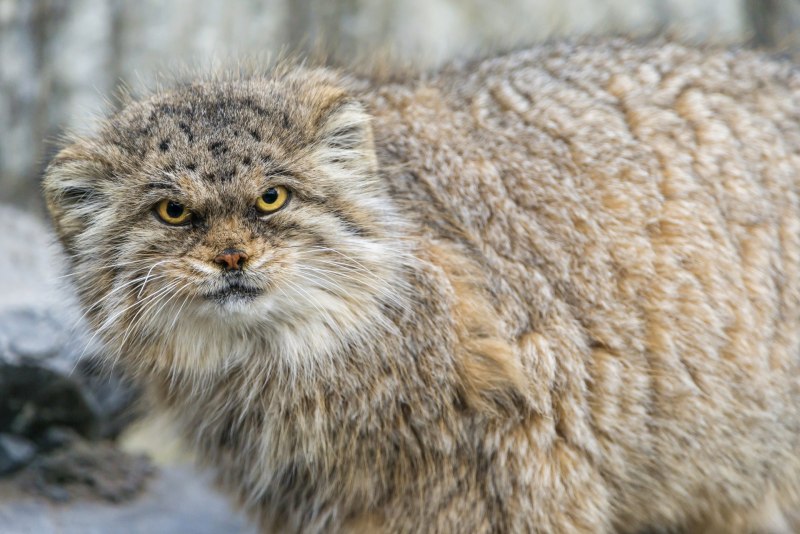 Кот Манул