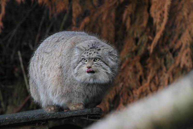 Кот Манул