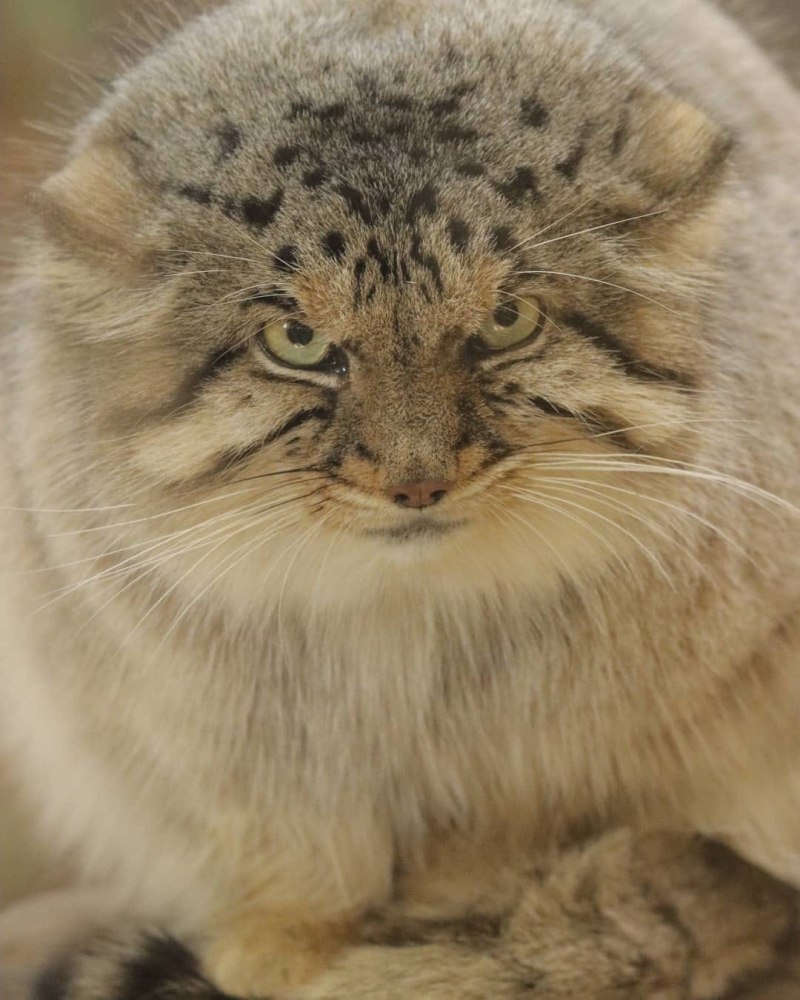 Дикий Лесной кот Манул