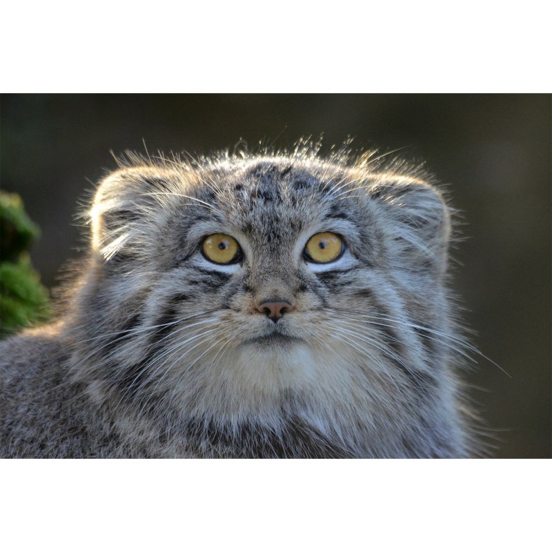 Бенгальская кошка Манул
