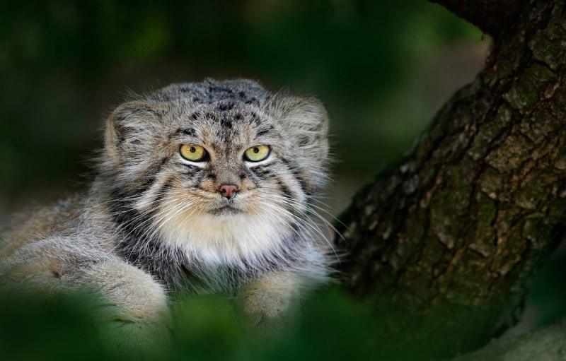 Степной кот Манул котята