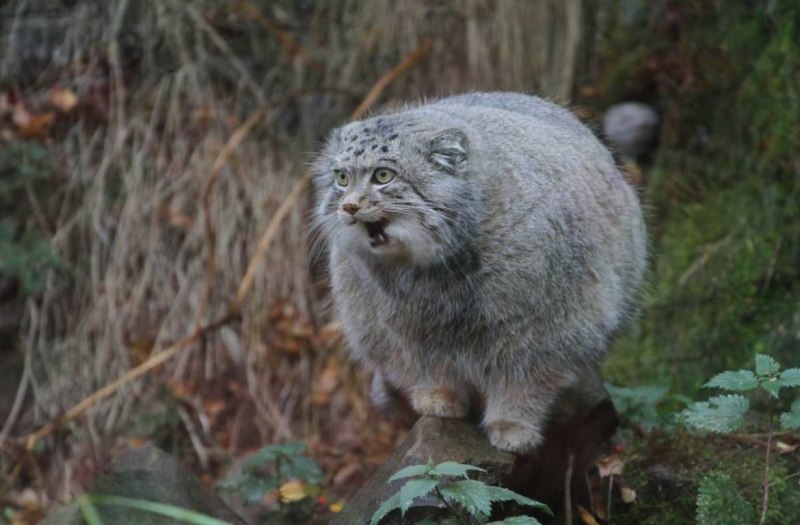 Забайкальский кот Манул