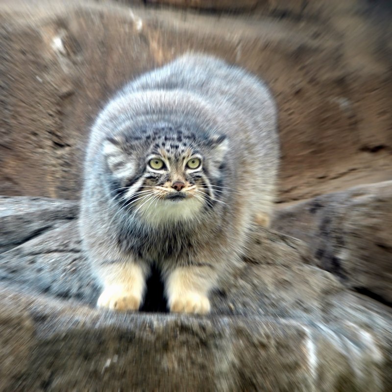 Сибирский дикий кот Манул