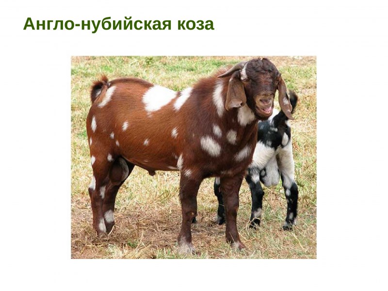 Козел нубийской породы