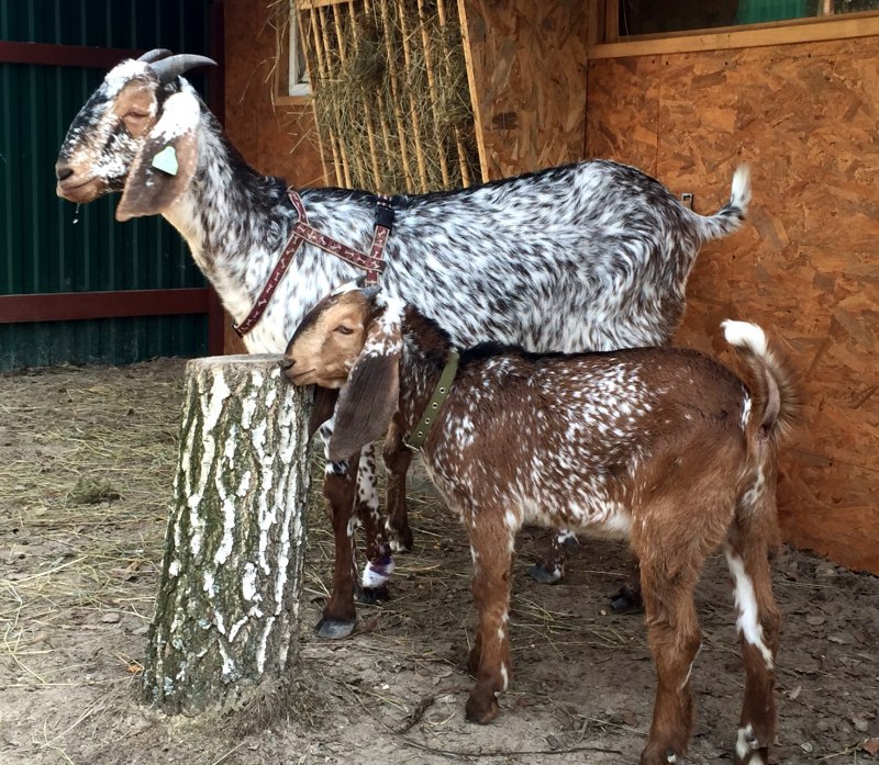 Чешско нубийские козы