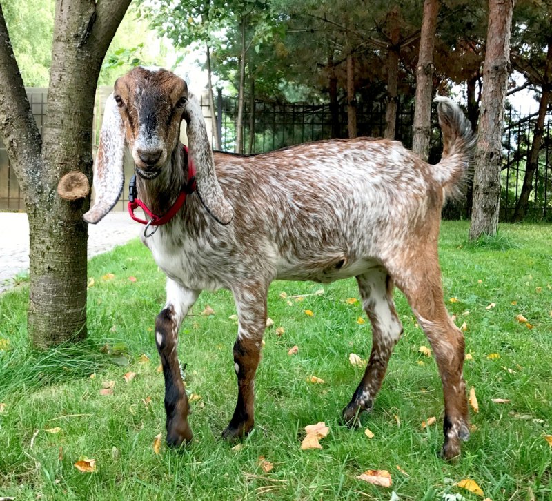 Нубийские козы экстерьер