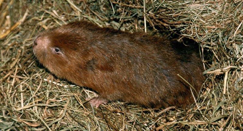 Cannomys badius