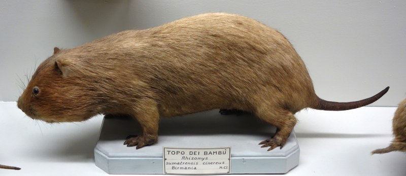 Cannomys badius