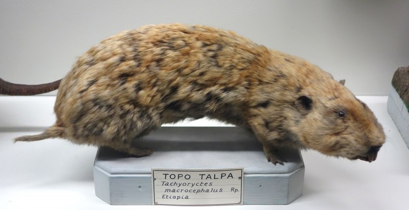 Cannomys badius
