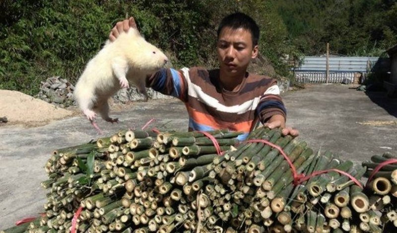 Бамбуковая крыса китайская
