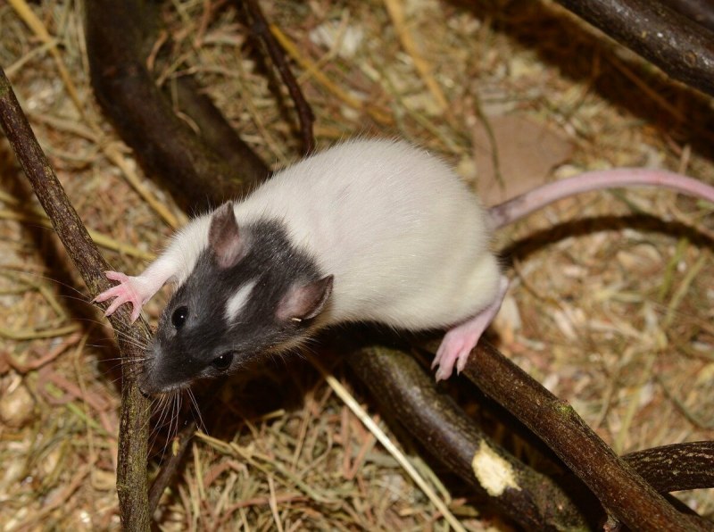 Rhizomys sumatrensis