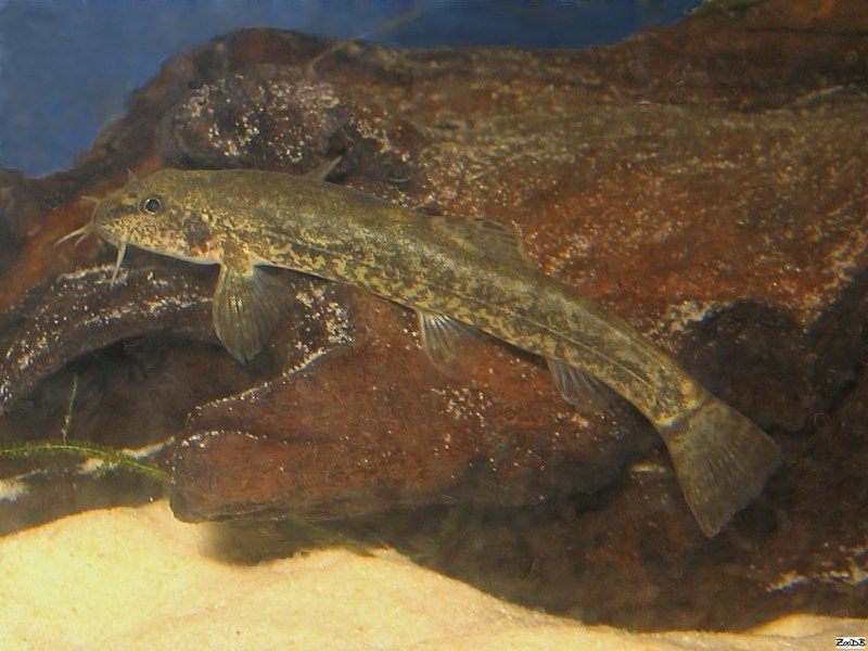Голец barbatula