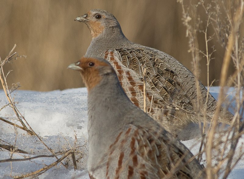 Бородатая куропатка (Perdix dauurica)