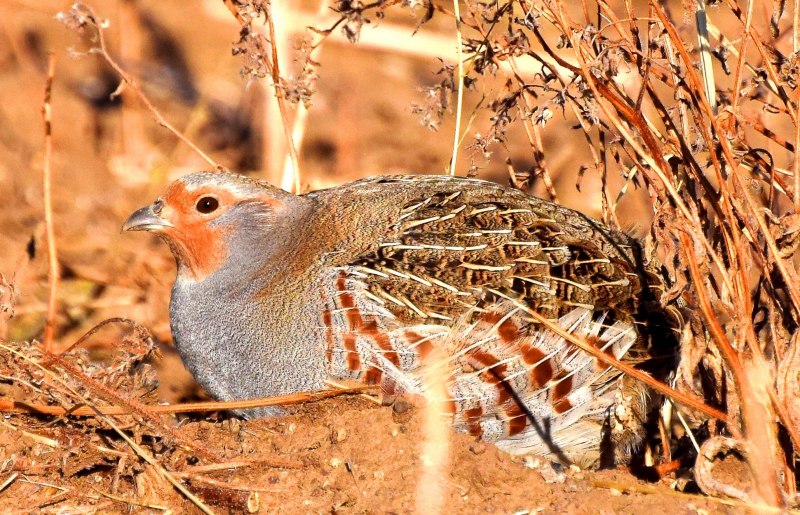 Серая куропатка (Perdix Perdix)