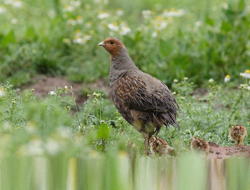 Серая куропатка (Perdix Perdix)