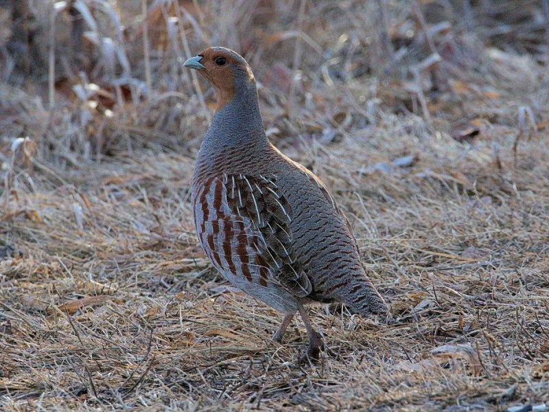 Серая куропатка (Perdix Perdix)