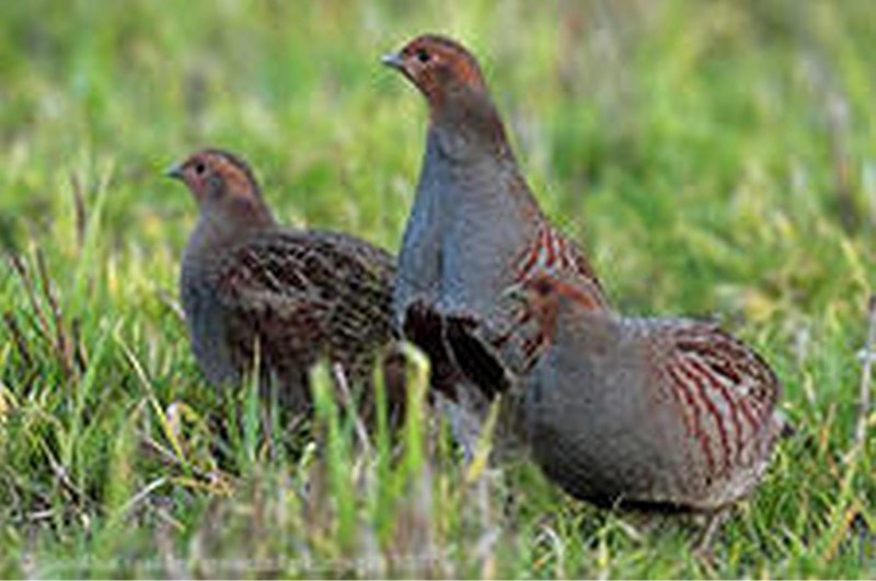 Серая куропатка (Perdix Perdix)