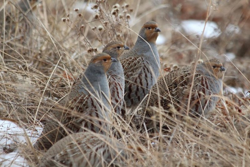 Серая куропатка (Perdix Perdix)