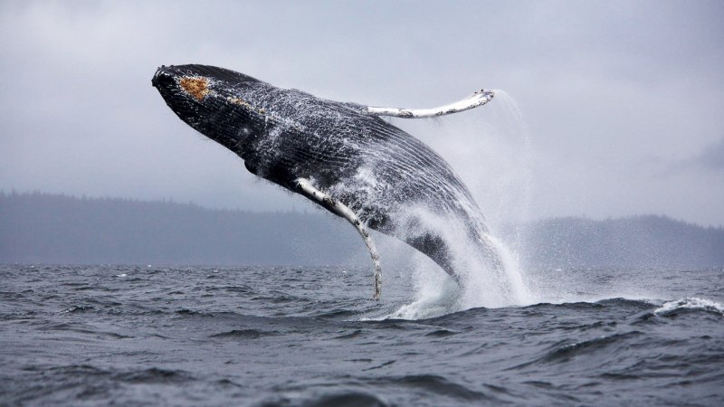 Голубой кит Balaenoptera musculus