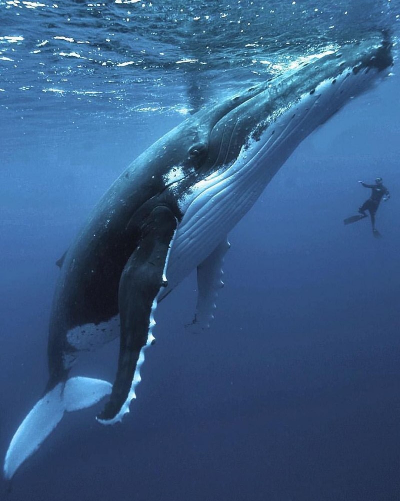 Голубой кит Balaenoptera musculus