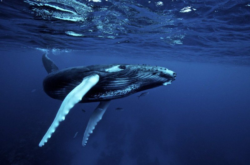 Горбатый синий кит (67 фото)