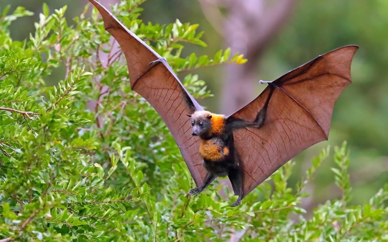 Крылан НильскийEgyptian Fruit bat