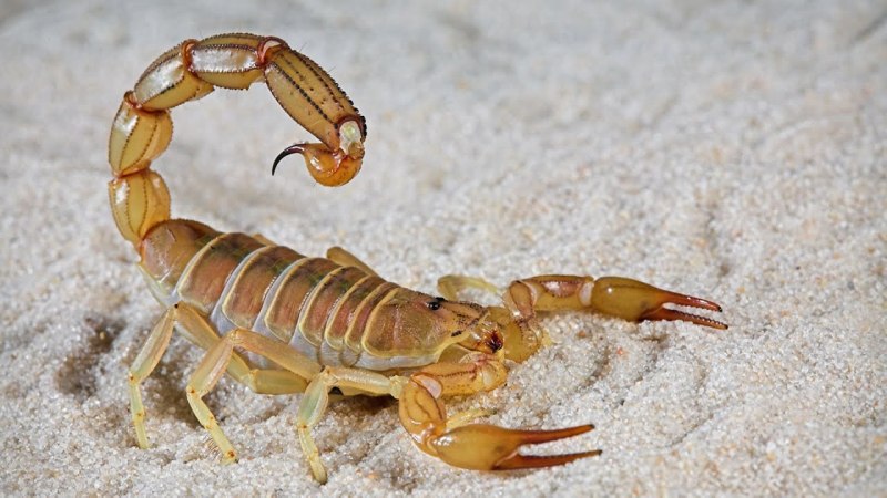 Androctonus crassicauda Скорпион