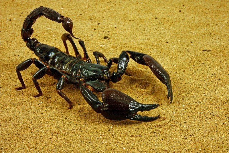 Гвинейский Императорский Скорпион