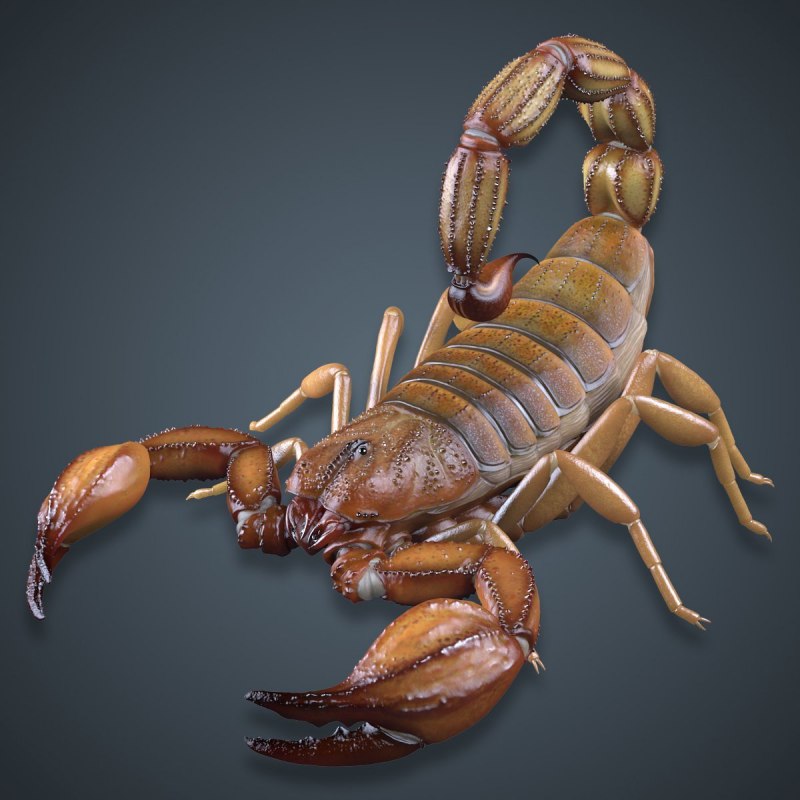 Итальянский Скорпион Euscorpius italicus (Herbst)