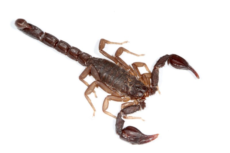 Uroplectes lineatus, Скорпион