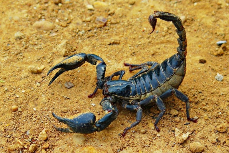 Скорпион коричневый