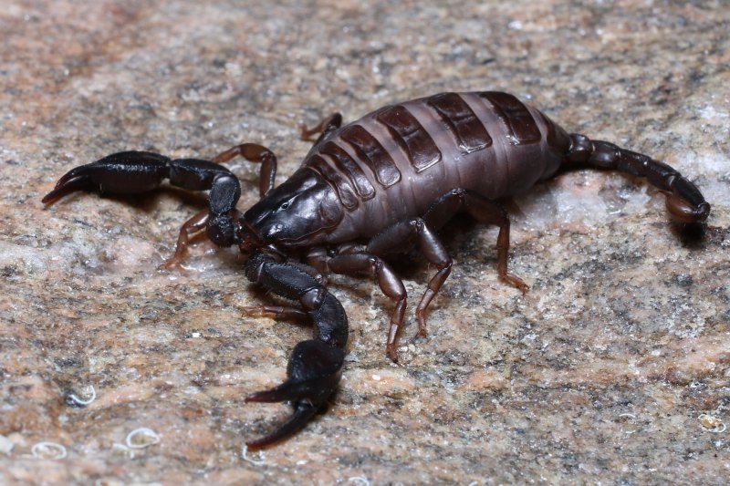 Скорпион Heterometrus